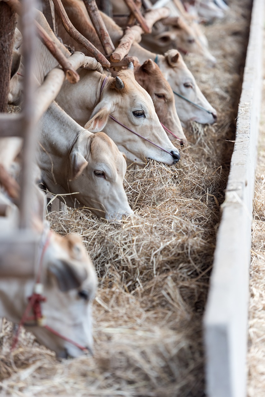 Cow eating hay