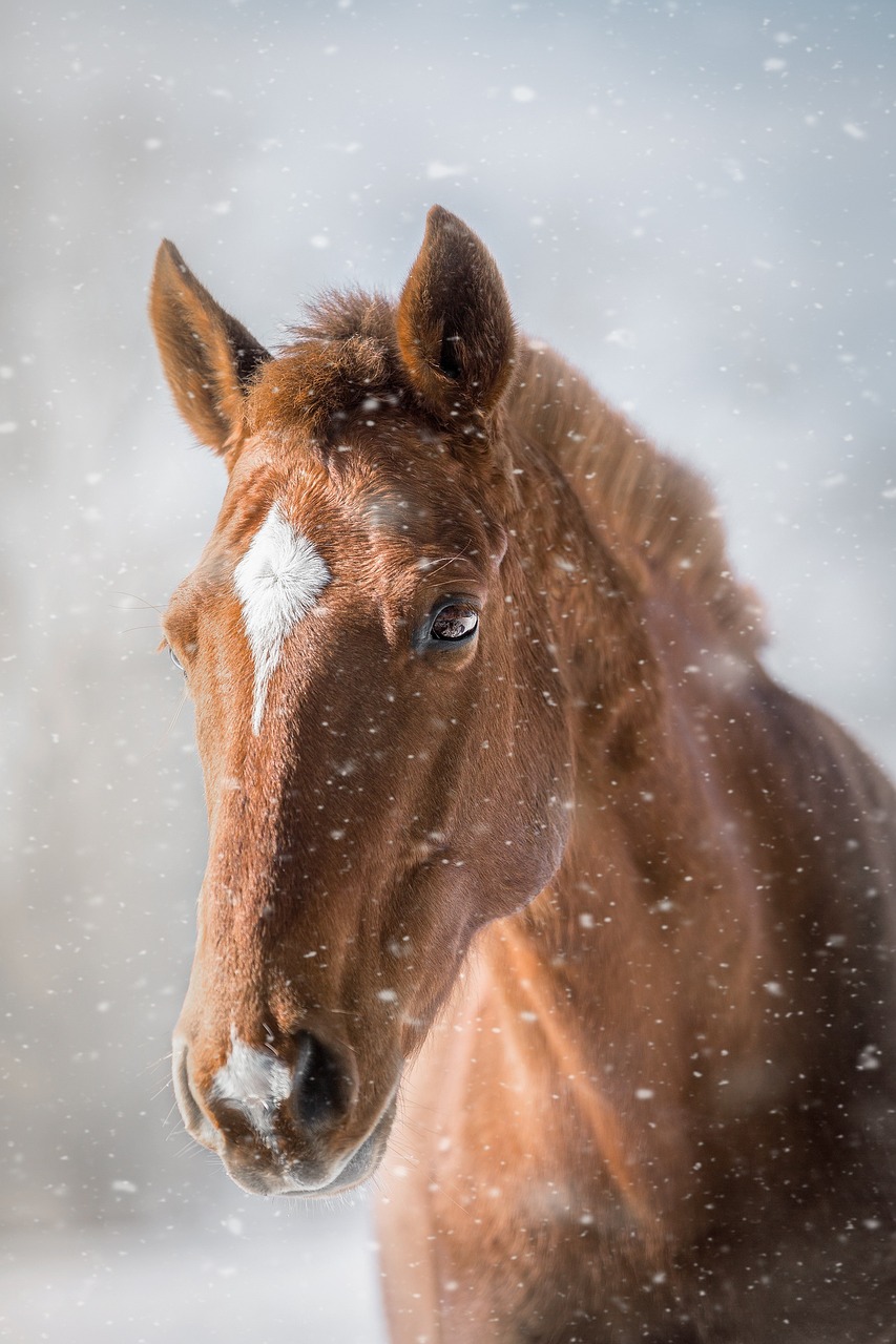 Child with pony