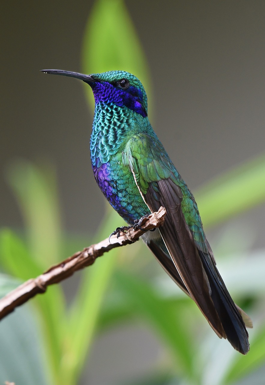 Hummingbird feeding on a flower