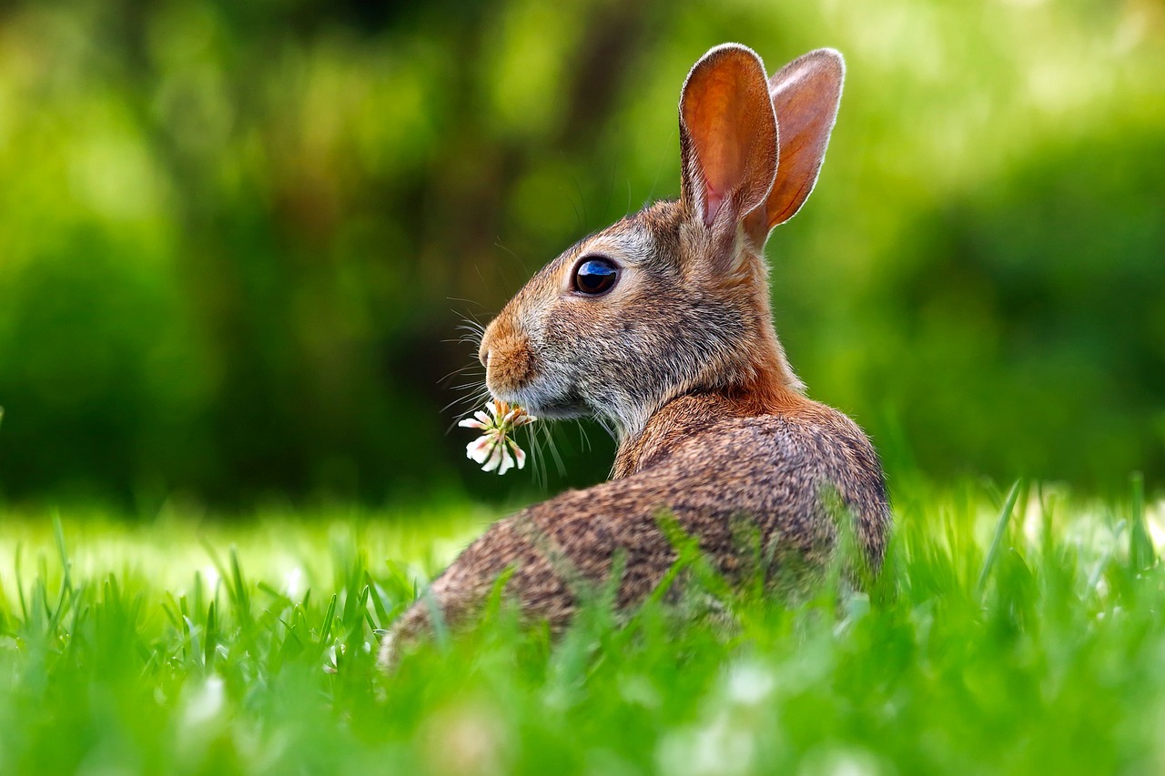Rabbit being held