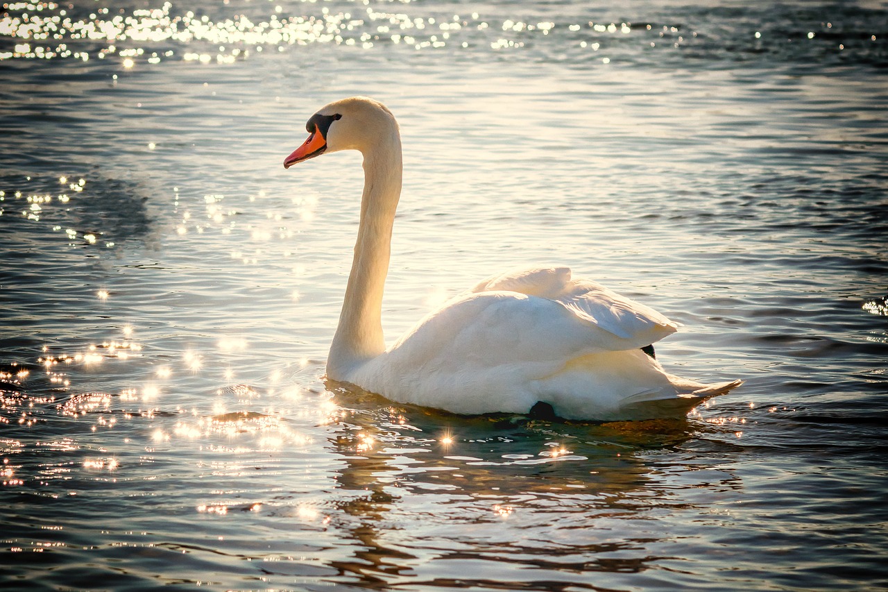 Swan gliding